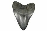 Fossil Megalodon Tooth - + Foot Shark #180868-1